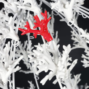 Porto Cervo dettaglio corallo bianco